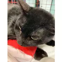 Foto dell\'animale gatto - Matr. 2024/1999 - Microchip 380260170343062