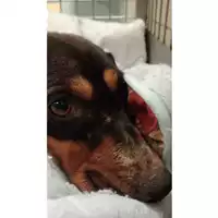 Foto dell\'animale cane - Matr. 2024/2002 - Microchip 380260170343063