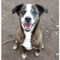 Foto dell\'animale cane - Matr. 2022/0983 - Microchip 380260044817172