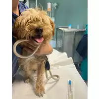 Foto dell\'animale cane - Matr. 2024/2006 - Microchip 380260170343289
