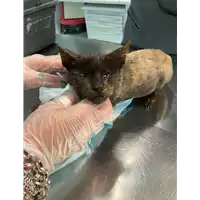 Foto dell\'animale gatto - Matr. 2021/0834 - Microchip 