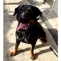 Foto dell\'animale cane - Matr. 2024/2014 - Microchip 380260044811029