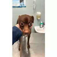 Foto dell\'animale cane - Matr. 2024/2015 - Microchip 380260170343284