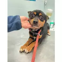 Foto dell\'animale cane - Matr. 2024/2017 - Microchip 380260170343287