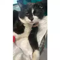 Foto dell\'animale gatto - Matr. 2024/2018 - Microchip 380260170343292