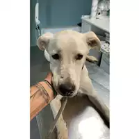 Foto dell\'animale cane - Matr. 2024/2020 - Microchip 380260170343293