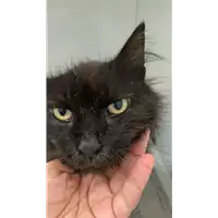 Foto dell\'animale gatto - Matr. 2021/0843 - Microchip 380260044541671