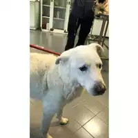 Foto dell\'animale cane - Matr. 2024/2023 - Microchip 380260100756171