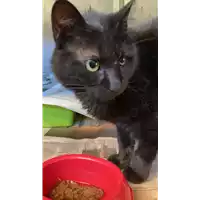 Foto dell\'animale gatto - Matr. 2021/0844 - Microchip 380260044541623