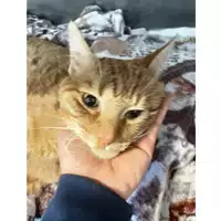 Foto dell\'animale gatto - Matr. 2024/2031 - Microchip 380260170343103
