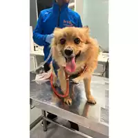 Foto dell\'animale cane - Matr. 2024/2025 - Microchip 380260170343294