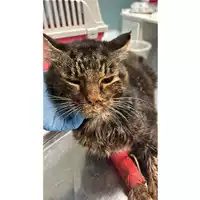 Foto dell\'animale gatto - Matr. 2024/2036 - Microchip 380260170343067