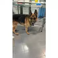 Foto dell\'animale cane - Matr. 2024/2035 - Microchip 380260100398280