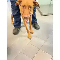 Foto dell\'animale cane - Matr. 2024/2037 - Microchip 380260004556208
