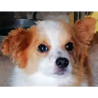 Foto dell\'animale cane - Matr. 2021/0846 - Microchip 380260044476465
