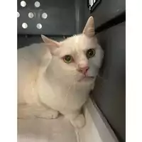Foto dell\'animale gatto - Matr. 2024/2039 - Microchip 380260170343073