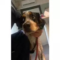 Foto dell\'animale cane - Matr. 2024/2038 - Microchip 380260170343077