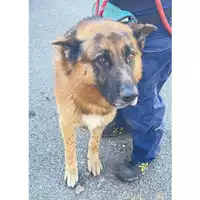 Foto dell\'animale cane - Matr. 2024/2044 - Microchip 380260042127136