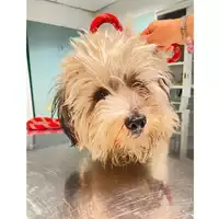 Foto dell\'animale cane - Matr. 2024/2046 - Microchip 380260170343435