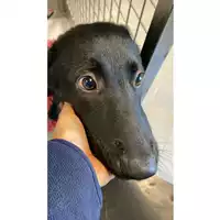 cane - Matr. 2024/2047 - Microchip 380260170343405