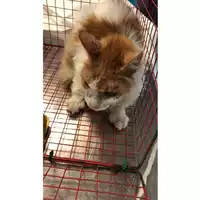Foto dell\'animale gatto - Matr. 2024/2049 - Microchip 968000010097531