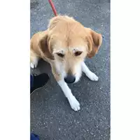 Foto dell\'animale cane - Matr. 2024/2048 - Microchip 380260102561824