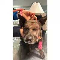 Foto dell\'animale cane - Matr. 2024/2050 - Microchip 380260044446009