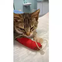 Foto dell\'animale gatto - Matr. 2024/2052 - Microchip 380260170343407