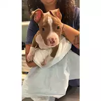 cane - Matr. 2024/2056 - Microchip 380260170343419