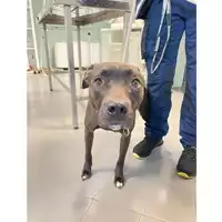 Foto dell\'animale cane - Matr. 2024/2053 - Microchip 380260170343411