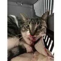 Foto dell\'animale gatto - Matr. 2024/2065 - Microchip 380260170343434
