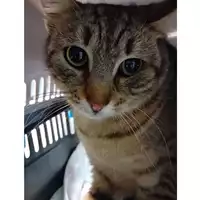 gatto - Matr. 2024/2068 - Microchip 380260170343437