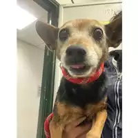 Foto dell\'animale cane - Matr. 2024/2069 - Microchip 380260170343409