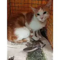 Foto dell\'animale gatto - Matr. 2021/0849 - Microchip 380260044541378