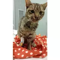 Foto dell\'animale gatto - Matr. 2024/2073 - Microchip 380260170343429