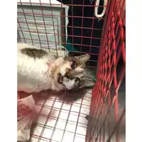 Foto dell\'animale gatto - Matr. 2024/2077 - Microchip 380260170343433
