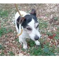 Foto dell\'animale cane - Matr. 2024/2078 - Microchip 981100002119623