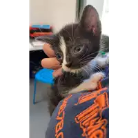 Foto dell\'animale gatto - Matr. 2021/0847 - Microchip 380260044541903