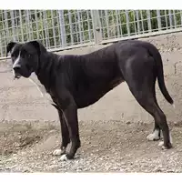 Foto dell\'animale cane - Matr. 2024/2081 - Microchip 380260170343400