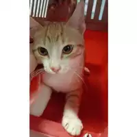 Foto dell\'animale gatto - Matr. 2024/2090 - Microchip 380260170343396