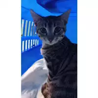 Foto dell\'animale gatto - Matr. 2024/2089 - Microchip 380260170343381