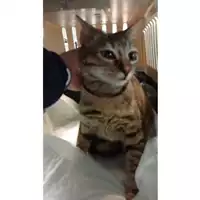 Foto dell\'animale gatto - Matr. 2024/2087 - Microchip 380260170343392