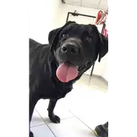 Foto dell\'animale cane - Matr. 2021/0850 - Microchip 380260044476210