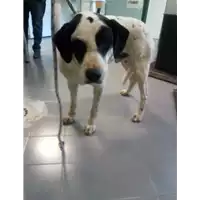 Foto dell\'animale cane - Matr. 2017/0657 - Microchip 380260042281284