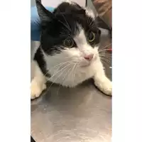gatto - Matr. 2024/2095 - Microchip 380260170343228