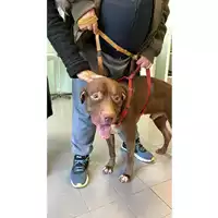 Foto dell\'animale cane - Matr. 2024/2096 - Microchip 380260004338053