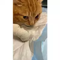 Foto dell\'animale gatto - Matr. 2024/2092 - Microchip 380260170343388