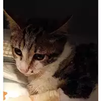 Foto dell\'animale gatto - Matr. 2024/2091 - Microchip 380260170343397