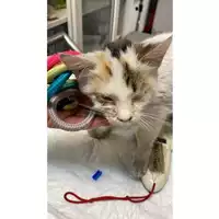 Foto dell\'animale gatto - Matr. 2024/2101 - Microchip 380260170343466