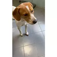 Foto dell\'animale cane - Matr. 2024/2102 - Microchip 380260170343477